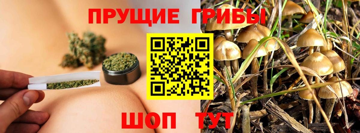 Галлюциногенные грибы Psilocybe Рязань